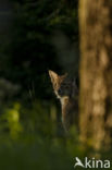 Euraziatische lynx (Lynx lynx)