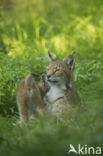 Euraziatische lynx (Lynx lynx)