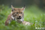 Eurasian Lynx (Lynx lynx)