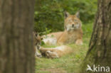 Euraziatische lynx (Lynx lynx)