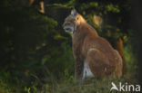 Euraziatische lynx (Lynx lynx)