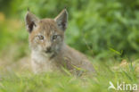 Eurasian Lynx (Lynx lynx)