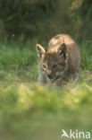 Euraziatische lynx (Lynx lynx)