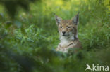 Eurasian Lynx (Lynx lynx)