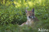 Euraziatische lynx (Lynx lynx)