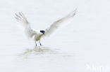 Sandwich Tern (Sterna sandvicencis)