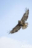 Buizerd (Buteo buteo)