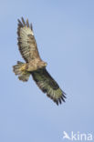 Buizerd (Buteo buteo)