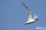 Sandwich Tern (Sterna sandvicencis)