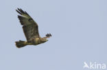 Buizerd (Buteo buteo)