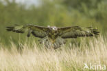 Buizerd (Buteo buteo)