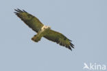 Buizerd (Buteo buteo)