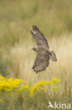 Buizerd (Buteo buteo)