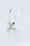 Sandwich Tern (Sterna sandvicencis)