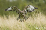 Buizerd (Buteo buteo)