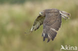 Buizerd (Buteo buteo)