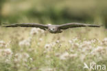 Buizerd (Buteo buteo)