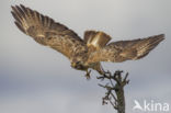 Buizerd (Buteo buteo)