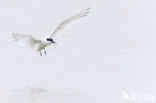 Sandwich Tern (Sterna sandvicencis)