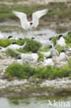 Sandwich Tern (Sterna sandvicencis)