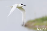 Sandwich Tern (Sterna sandvicencis)