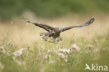 Buizerd (Buteo buteo)