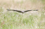 Buizerd (Buteo buteo)