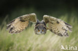 Eurasian Eagle-Owl (Bubo bubo)