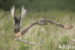 Eurasian Eagle-Owl (Bubo bubo)