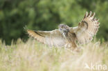 Eurasian Eagle-Owl (Bubo bubo)