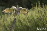 Eurasian Eagle-Owl (Bubo bubo)