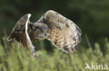 Eurasian Eagle-Owl (Bubo bubo)
