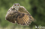 Eurasian Eagle-Owl (Bubo bubo)