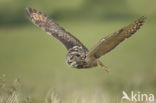 Eurasian Eagle-Owl (Bubo bubo)