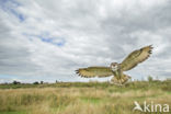 Eurasian Eagle-Owl (Bubo bubo)