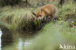 Fox (Vulpes vulpes)