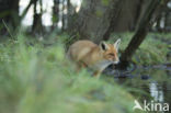 Fox (Vulpes vulpes)