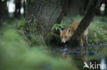 Fox (Vulpes vulpes)