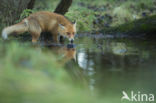 Fox (Vulpes vulpes)