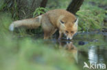 Fox (Vulpes vulpes)