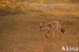 Fox (Vulpes vulpes)