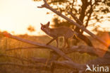 Fox (Vulpes vulpes)