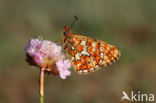 Zilvervlek parelmoervlinder (Boloria euphrosyne)