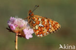 Zilvervlek parelmoervlinder (Boloria euphrosyne)