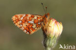 Zilvervlek parelmoervlinder (Boloria euphrosyne)