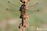 Oostelijke witsnuitlibel (Leucorrhinia albifrons)