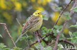 Yellowhammer (Emberiza citrinella)