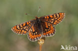 Moerasparelmoervlinder (Euphydryas aurinia)