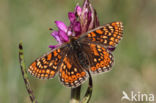 Moerasparelmoervlinder (Euphydryas aurinia)