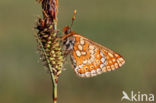 Moerasparelmoervlinder (Euphydryas aurinia)